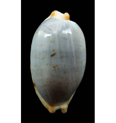 diauges salaryensis 28,0mm