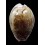 marginalis mellocelata 31,6mm SUPERB