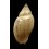 deliciosa 34,0mm