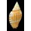 delessertiana tulearensis 55,8mm
