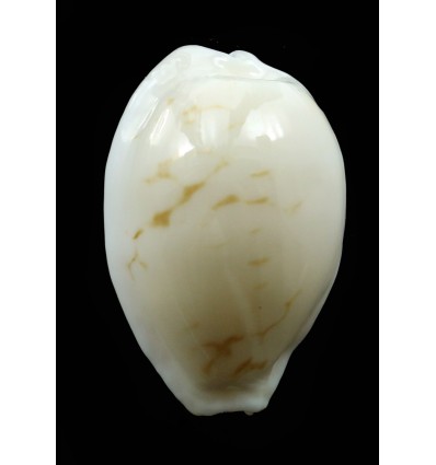 cribraria melwardi 24,0mm