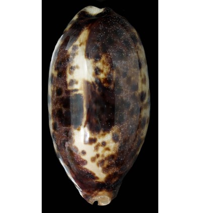 testudinaria 136,8mm BIG