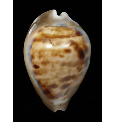 venusta roseopunctata 77,3mm SPLENDID