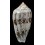 archiepiscopus 64,1mm SPLENDID