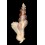 elongatus  89,1mm