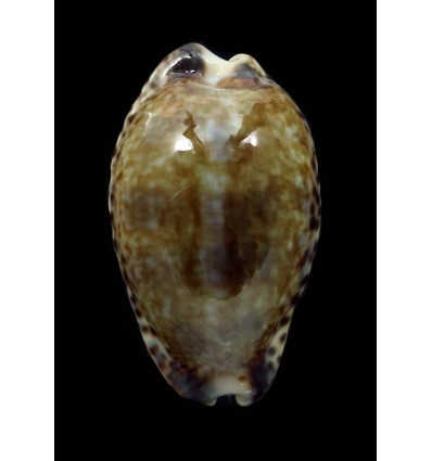 nigromarginata 26,3mm