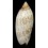 damonii 88,1mm