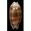 cervinetta 96,3mm GIANT