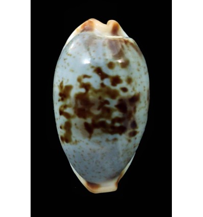 erythraensis 26,3mm BIG