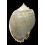 glaucum 95,0mm BIG
