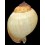 wyvillei 111,3mm