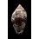zelindae 23,4mm