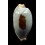 diauges 34,7mm BIG