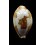 stolida 22,3mm