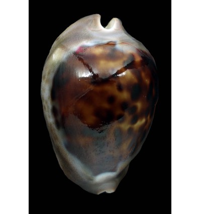 venusta episema sorrentensis 58,2mm