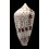 ximenes 44,2mm