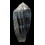 achatinus 52,0mm