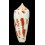 gubernator 85,0mm SUPERB