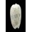 miniacea efasciata thierryi 53,2mm