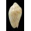benthalis 29,8mm