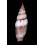 ocellata 30,4mm