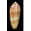 circumcisus 86,5mm