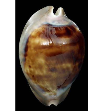 venusta episema 72,2mm DARK