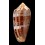 circumcisus 73,0mm