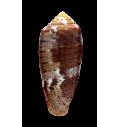 circumcisus 65,4mm DARK