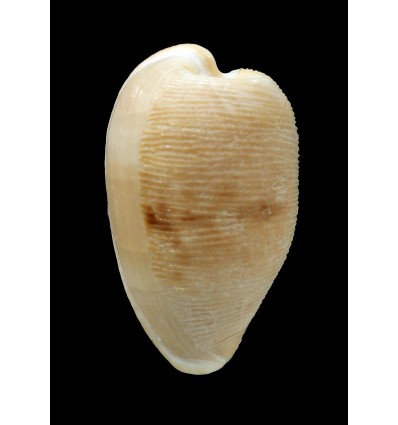 capensis gonubiensis 32,5mm