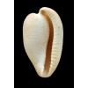 capensis gonubiensis 32,5mm