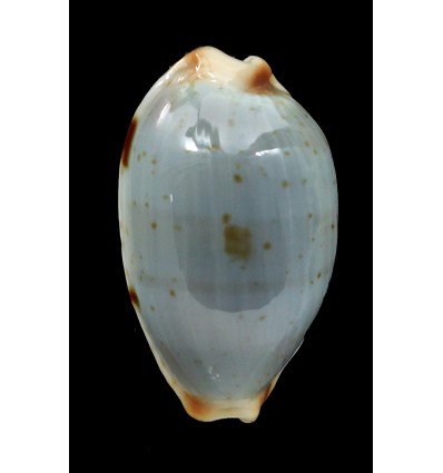 stolida clavicola 27,0mm