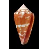 abrolhoensis 25,8mm SUPERB