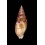 punctostriata 39,3mm