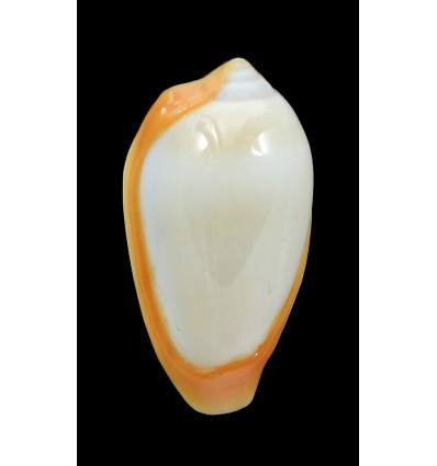 cinctum 22,3mm