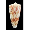 moluccensis merleti 44,3mm