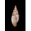 punctostriata 33,3mm