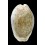 erosa 45,1mm ROSTRATE