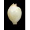 lisetea maricola 14,1mm RARE