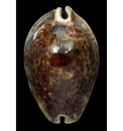 stercoraria 90,0mm