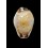 gangranosa reentsii 18,2mm