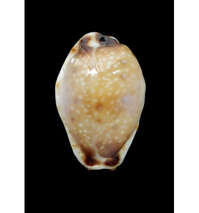 gangranosa reentsii 18,2mm