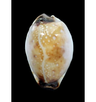 gangranosa reentsii 20,0mm