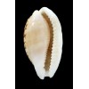 cribraria 37,1mm