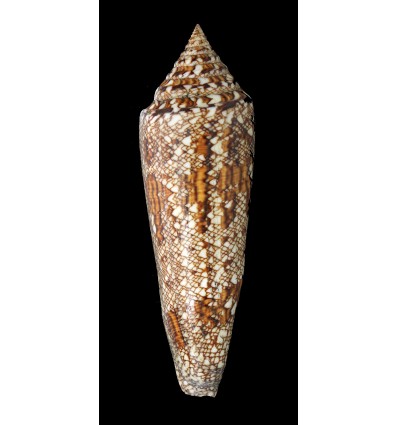 benagalensis 120,4mm