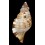 pilearis 100,0mm BIG