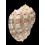 major conoidalis 55,7mm
