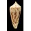 neptunus 67,8mm SUPERB