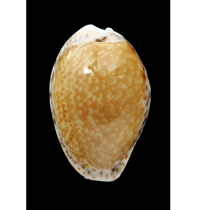 acicularis 24,0mm