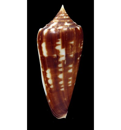 neptunus colorvariegatus 61,7mm